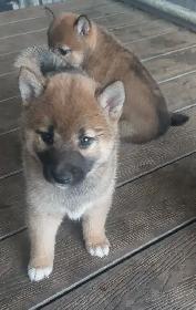 Shiba Inu puppies