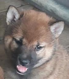 Shiba Inu puppies - Photo 2