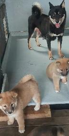 Shiba Inu puppies - Photo 3