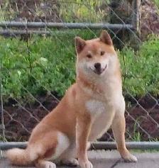 Shiba Inu puppies - Photo 4