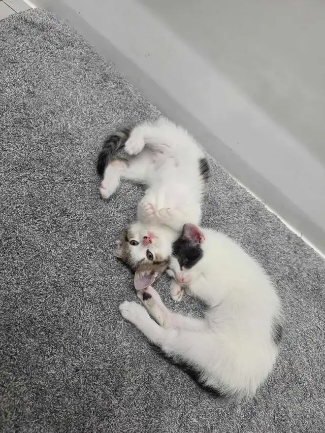2 chaton disponible