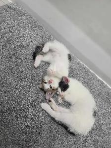 2 chaton disponible
