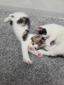 2 chaton disponible - Photo 2