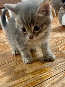 2 Kittens Ready To Go - Photo 2