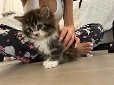♡ Siberian Kitten  ♡ health card   sample food ❤️ - Photo 4