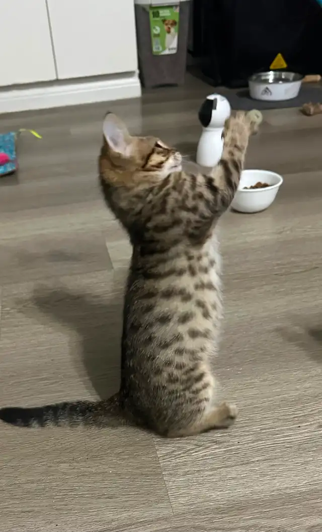 3 months old male bengal x kitten
