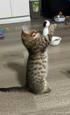 3 months old male bengal x kitten