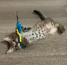 3 months old male bengal x kitten - Photo 2