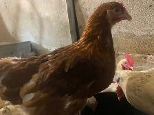 Young Laying Hens for Sale