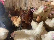 Young Laying Hens for Sale - Photo 2