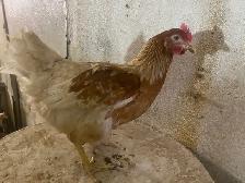 Young Laying Hens for Sale - Photo 3