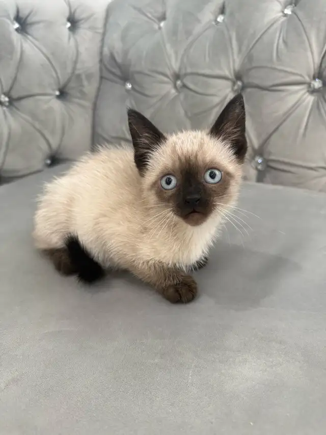❤️❤️Siamese kittens   ❤️❤️(647) 362-8118