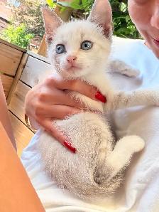 ❤️❤️Siamese kittens   ❤️❤️(647) 362-8118 - Photo 2