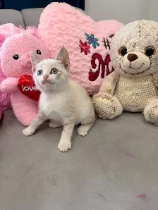 ❤️❤️Siamese kittens   ❤️❤️(647) 362-8118 - Photo 4