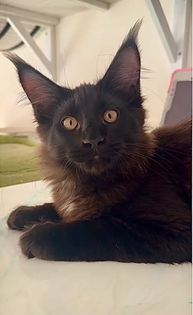 Stunning Maine Coon Kittens: Ready Now   October