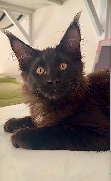 Stunning Maine Coon Kittens: Ready Now   October