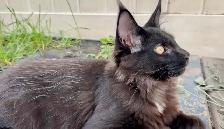 Stunning Maine Coon Kittens: Ready Now   October - Photo 2
