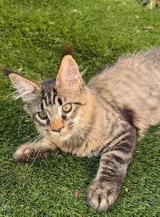 Stunning Maine Coon Kittens: Ready Now   October - Photo 4