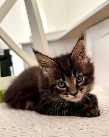 Stunning Maine Coon Kittens: Ready Now   October - Photo 8