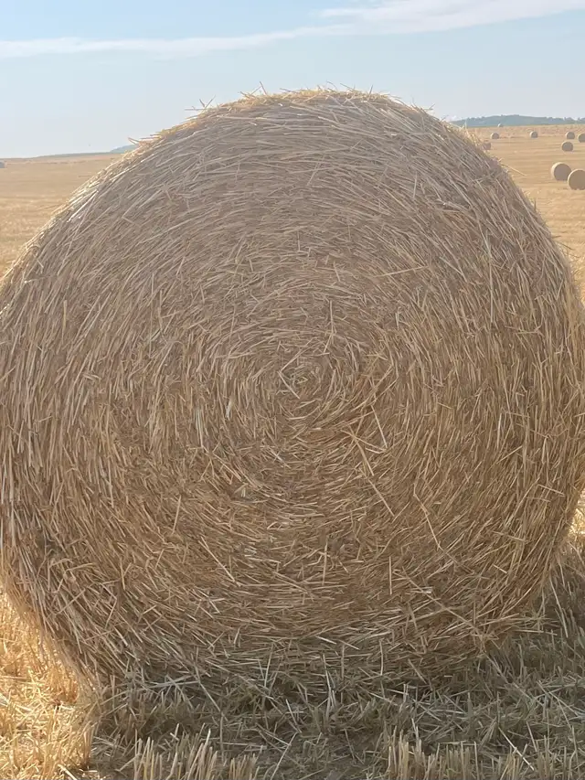 Barley Straw