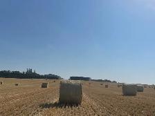 Barley Straw - Photo 2