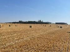 Barley Straw - Photo 3