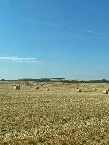 Barley Straw - Photo 4