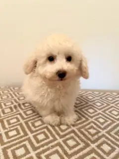 Very Cute and Small Shih-Poo Puppies - 1 Male & 2 Females