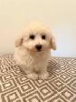 Very Cute and Small Shih-Poo Puppies - 1 Male & 2 Females