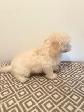 Very Cute and Small Shih-Poo Puppies - 1 Male & 2 Females - Photo 2