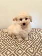Very Cute and Small Shih-Poo Puppies - 1 Male & 2 Females - Photo 4