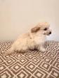 Very Cute and Small Shih-Poo Puppies - 1 Male & 2 Females - Photo 5