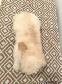 Very Cute and Small Shih-Poo Puppies - 1 Male & 2 Females - Photo 6