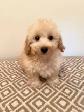 Very Cute and Small Shih-Poo Puppies - 1 Male & 2 Females - Photo 7