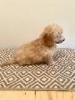 Very Cute and Small Shih-Poo Puppies - 1 Male & 2 Females - Photo 8