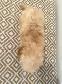 Very Cute and Small Shih-Poo Puppies - 1 Male & 2 Females - Photo 9