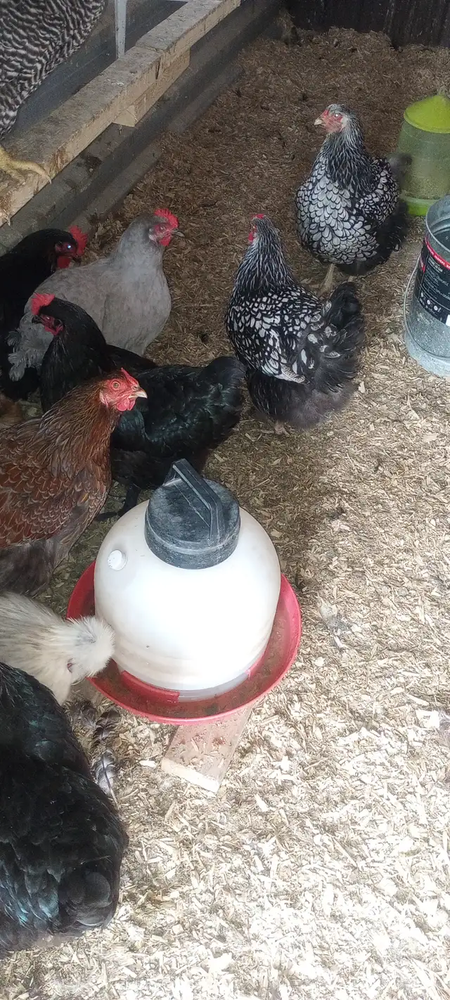 Poules a donner