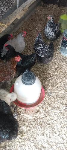 Poules a donner