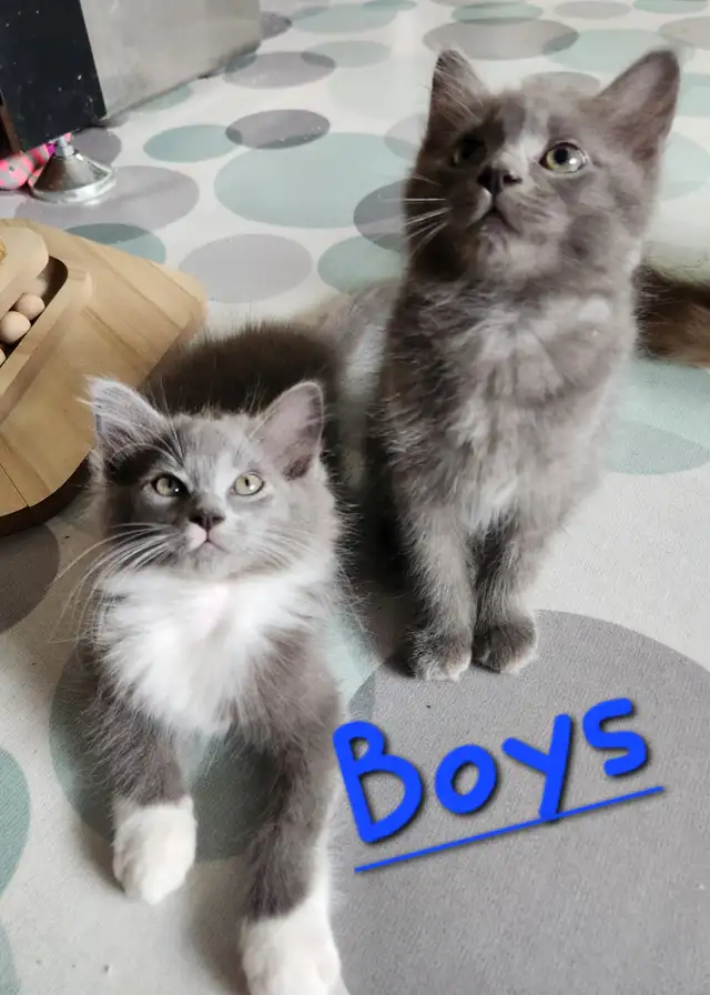 Non-Traditional Ragdoll kittens, Looking for their FUREver Home