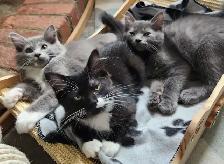 Non-Traditional Ragdoll kittens, Looking for their FUREver Home - Photo 2
