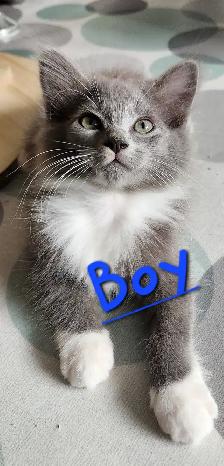 Non-Traditional Ragdoll kittens, Looking for their FUREver Home - Photo 5