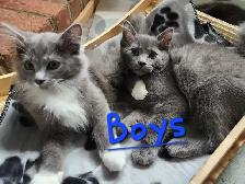 Non-Traditional Ragdoll kittens, Looking for their FUREver Home - Photo 6