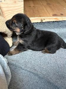 Chiots Bergers Allemands (Textos SVP)