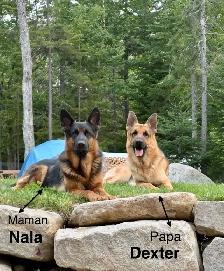 Chiots Bergers Allemands (Textos SVP) - Photo 2