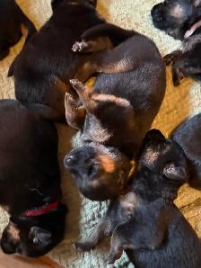 Chiots Bergers Allemands (Textos SVP) - Photo 3