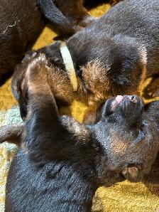 Chiots Bergers Allemands (Textos SVP) - Photo 4
