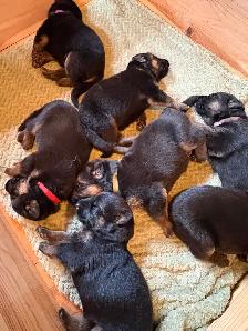 Chiots Bergers Allemands (Textos SVP) - Photo 5