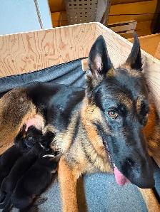 Chiots Bergers Allemands (Textos SVP) - Photo 6