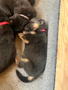 Chiots Bergers Allemands (Textos SVP) - Photo 8