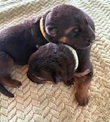 Chiots Bergers Allemands (Textos SVP) - Photo 9